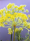 ANETHUM GRAVEOLENS, DILL