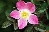 ROSA CANINA, ROSE, WILD ROSE, DOG ROSE