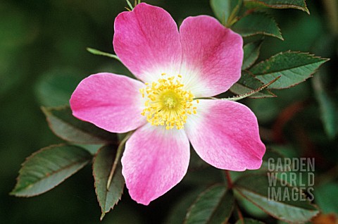 ROSA_CANINA_ROSE_WILD_ROSE_DOG_ROSE