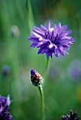 CENTAUREA CYANUS, CORNFLOWER