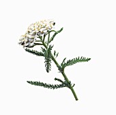 ACHILLEA MILLEFOLIUM