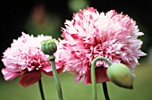 PAPAVER SOMNIFERUM, POPPY - OPIUM POPPY