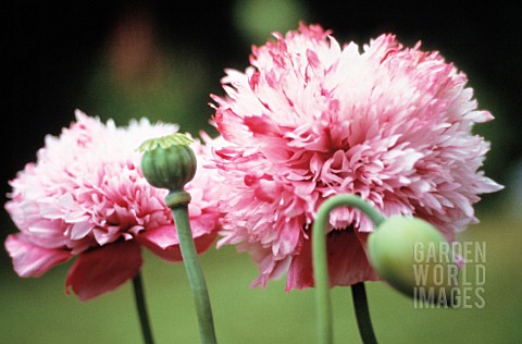 PAPAVER_SOMNIFERUM_POPPY__OPIUM_POPPY