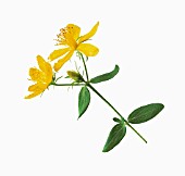 HYPERICUM PERFORATUM