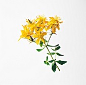 HYPERICUM PERFORATUM, ST JOHNS WORT