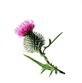 CIRSIUM VULGARE, THISTLE - SPEAR THISTLE, SCOTCH THISTLE, BULL THISTLE