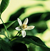 CITRUS AURANTIUM  SUBSP. BERGAMIA, (BERGAMOT)