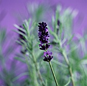 LAVANDULA AUGUSTIFOLIA, LAVENDER