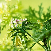 PELARGONIUM GRAVEOLENS, GERANIUM - SCENTED GERANIUM, PELARGONIUM