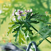 PELARGONIUM GRAVEOLENS, GERANIUM - SCENTED GERANIUM, PELARGONIUM