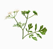 CORIANDRUM SATIVUM