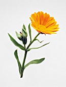 CALENDULA OFFICINALIS, MARIGOLD