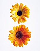 CALENDULA OFFICINALIS, MARIGOLD