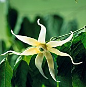 CANAGA ODORATA, YLANG YLANG