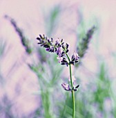 LAVANDULA AUGUSTIFOLIA, LAVENDER