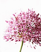 ALLIUM AFLATUNENSE, ALLIUM