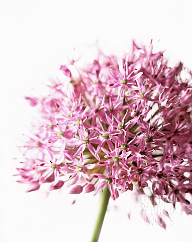 ALLIUM_AFLATUNENSE_ALLIUM