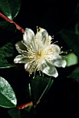 MYRTUS COMMUNIS, MYRTLE