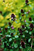 ORIGANUM VULGARE, MARJORAM, OREGANO