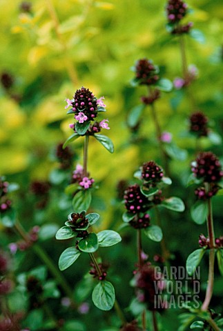 ORIGANUM_VULGARE_MARJORAM_OREGANO