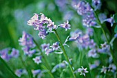 HYACINTHOIDES HISPANICA, BLUEBELL - SPANISH BLUEBELL