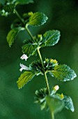 MELISSA OFFICINALIS, LEMON BALM