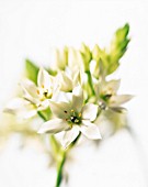 ORNITHOGALUM, STAR-OF-BETHLEHEM