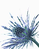 ERYNGIUM ALPINUM