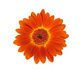 GERBERA, GERBERA