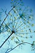 ANETHUM GRAVEOLENS, DILL