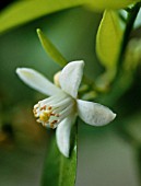 CITRUS SINENSIS, ORANGE