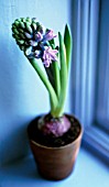 HYACINTHUS, HYACINTH