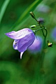 CAMPANULA ROTUNDIFOLIA, HAREBELL