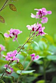 LUNARIA ANNUA