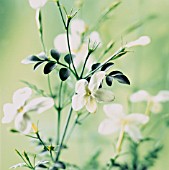 JASMINUM, JASMINE