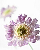 SCABIOSA CAUCASIA CLIVE GREAVES, SCABIOUS