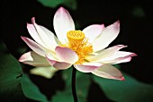 NELUMBO NUCIFERA, LOTUS - SACRED LOTUS