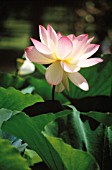 NELUMBO NUCIFERA, LOTUS - SACRED LOTUS