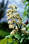 AESCULUS HIPPOCASTANUM, HORSE CHESTNUT