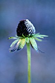 RUDBECKIA, CONEFLOWER, BLACK-EYED SUSAN