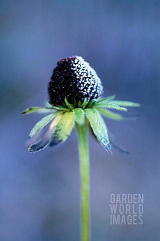 RUDBECKIA_CONEFLOWER_BLACKEYED_SUSAN