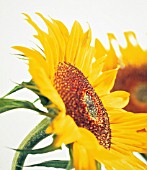 HELIANTHUS ANNUS, SUNFLOWER