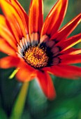 GAZANIA KISS BRONZE, GAZANIA, TREASURE FLOWER