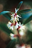 SARCOCOCCA