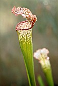 SARRACENIA LEUCOPHYLLA, PITCHER PLANT