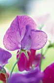 LATHYRUS ODORATUS, SWEET PEA