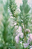 ROSMARINUS OFFICINALIS, ROSEMARY