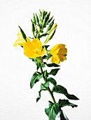 OENOTHERA BIENNIS, EVENING PRIMROSE