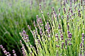 LAVANDULA AUGUSTIFOLIA, LAVENDER