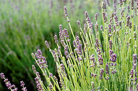 LAVANDULA_AUGUSTIFOLIA_LAVENDER